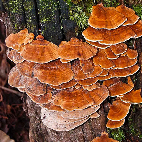AMAZONAS 9_selva mosaico galeria_DSC_0752.jpg